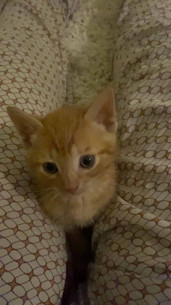 Sweet kitten  *URGENT