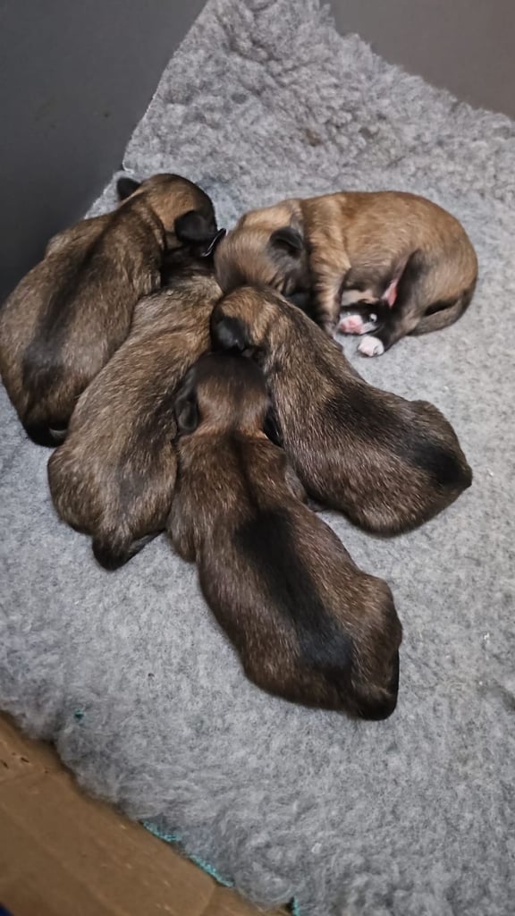 Lhasa apso pups 