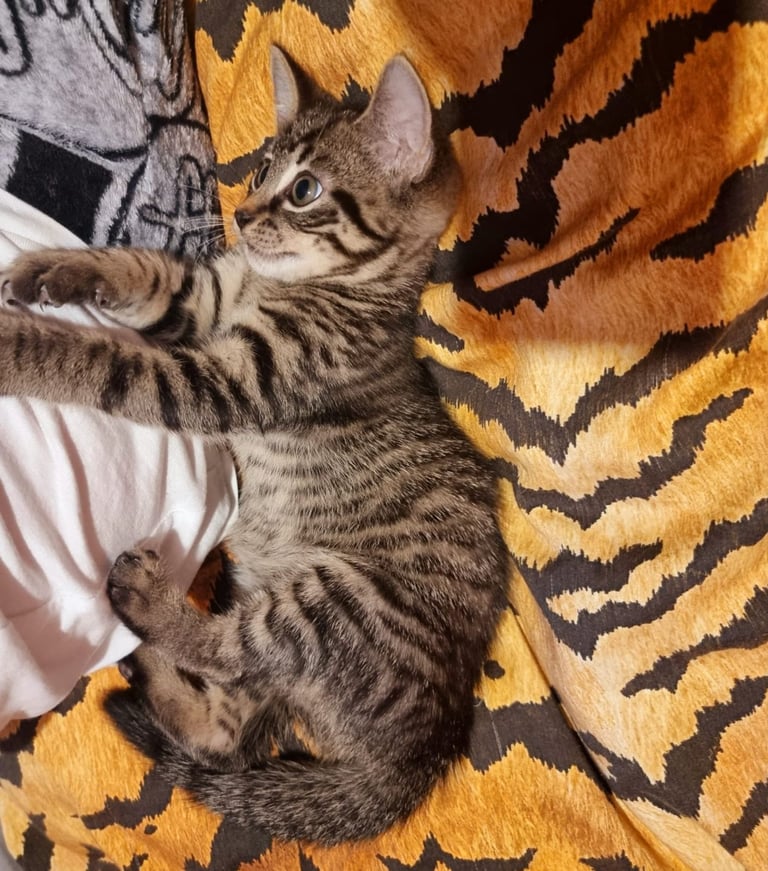Beautiful tabby mixed bengal kitten for sale