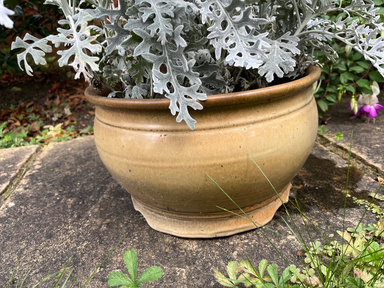 Ceramic Garden Planter with Evergreen Foliage | 30cm Diameter, 19cm Height | Winter ready