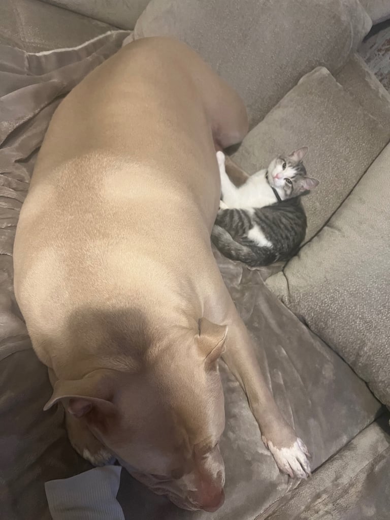 British shorthair mix
