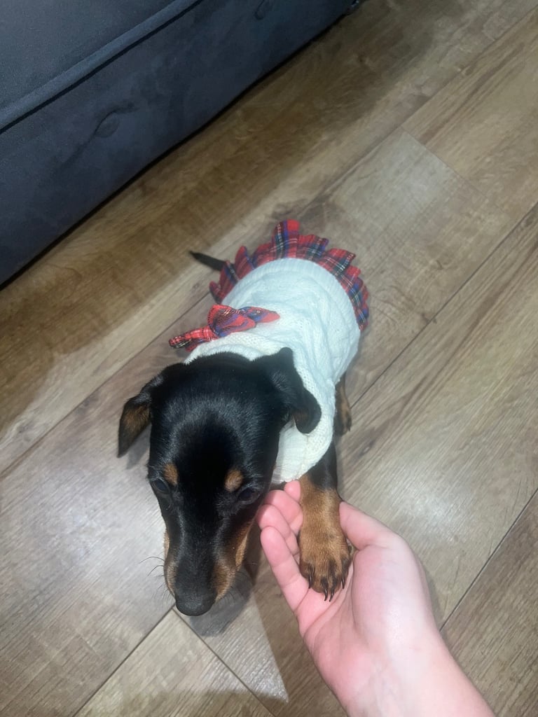 Miniature Dachshund female puppy