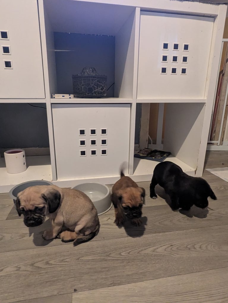 Pug cross puppies