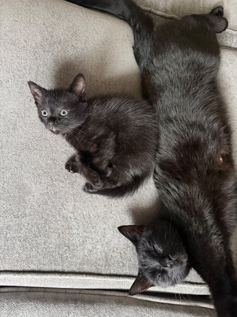 Kittens 