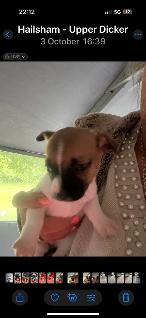 Jack Russel pups