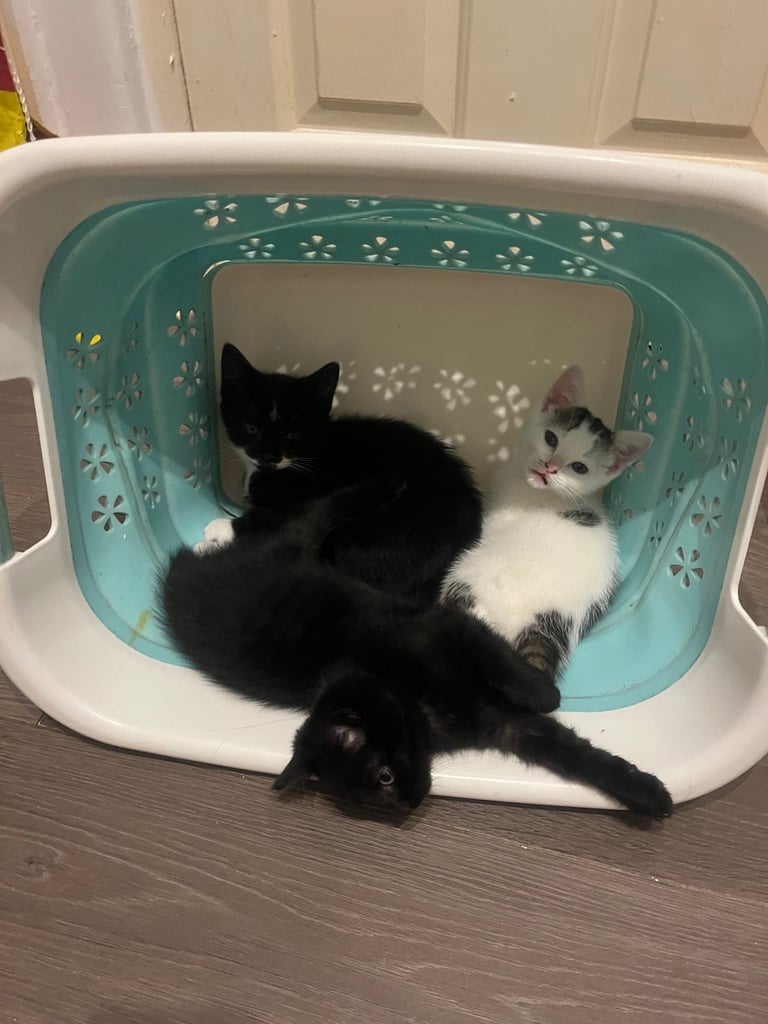 3 beautiful kittens ready for a new home 