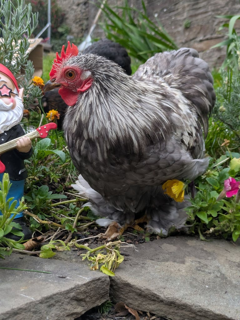 Beautiful Pekin bantam cockerel 