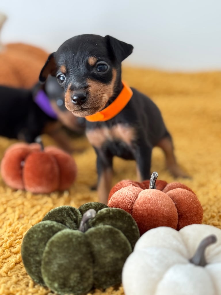 Not KC Reg Miniature Pincher Puppies 