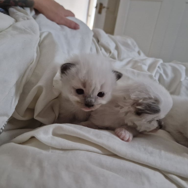 Ragdoll kittens