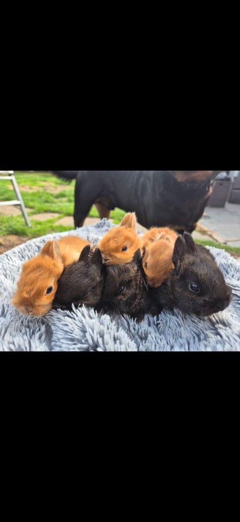 Baby Rabbits 