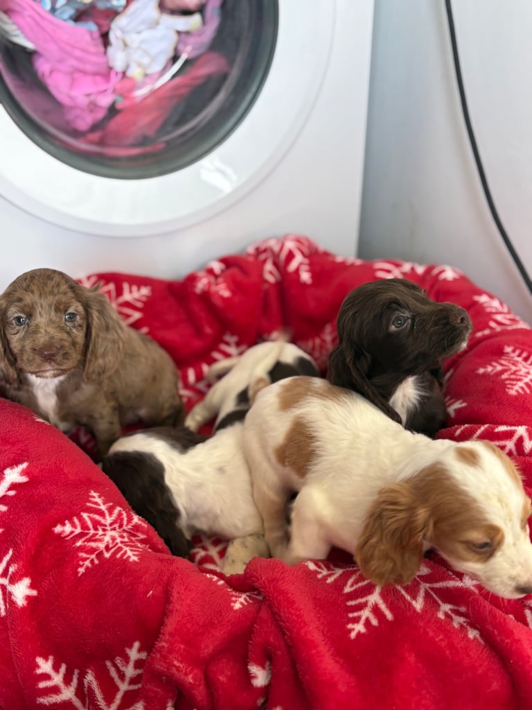 Beautiful Cocker Spaniel Puppys 😍