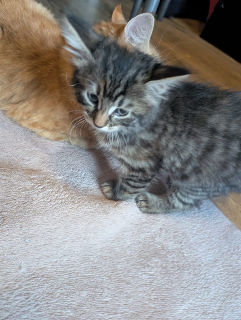 Kittens for sale 