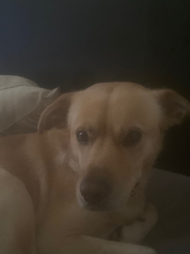 Lab cross