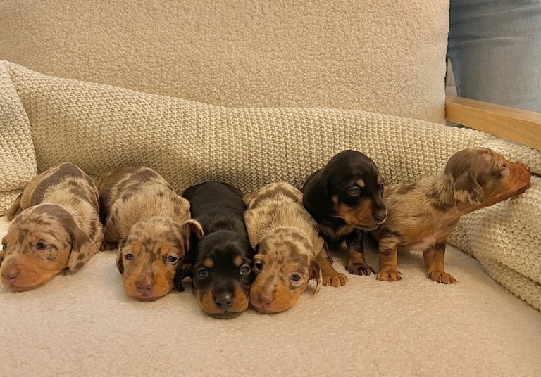 6 Beautiful Miniature Dachshund Puppies Looking for Their Forever Homes 🏡 