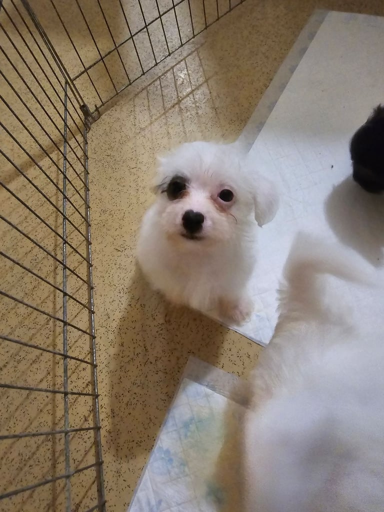 Bichion frise X Yorkshire terrier puppies for sale 