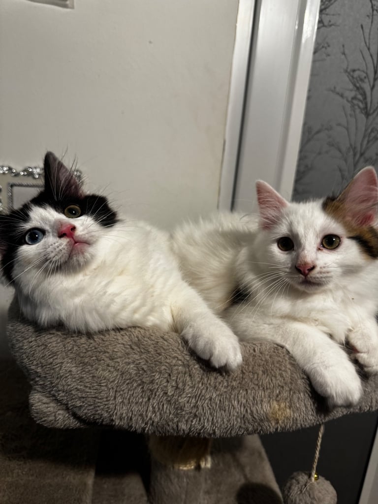 image for Beautiful Ragdoll kittens