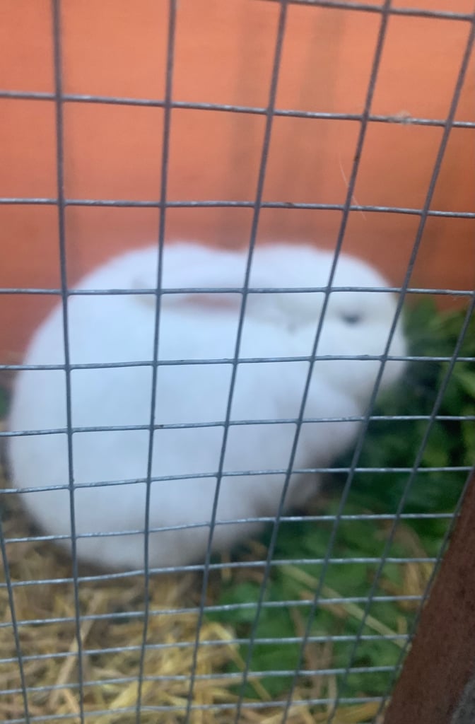 Mini lop rabbit 
