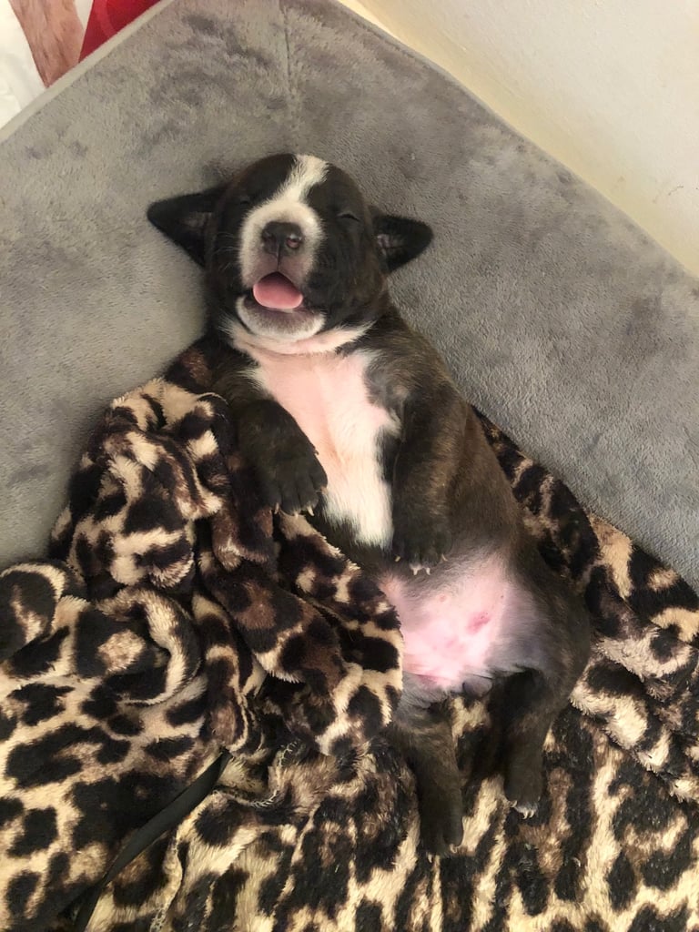 Staffordshire Bull Terrier x puppies for sale