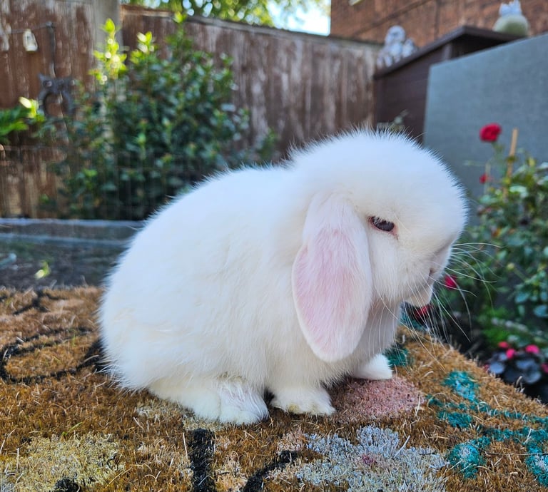 Baby boy mini lop 