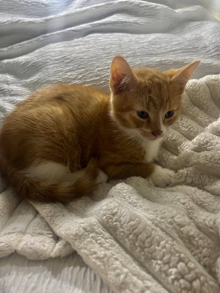 Four adorable kittens ready for loving homes