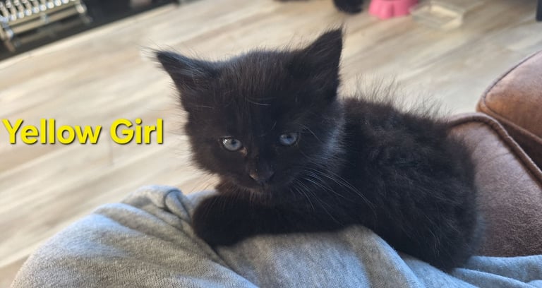 ** ALL RESERVED **5 fluffy black kittens with hints of grey