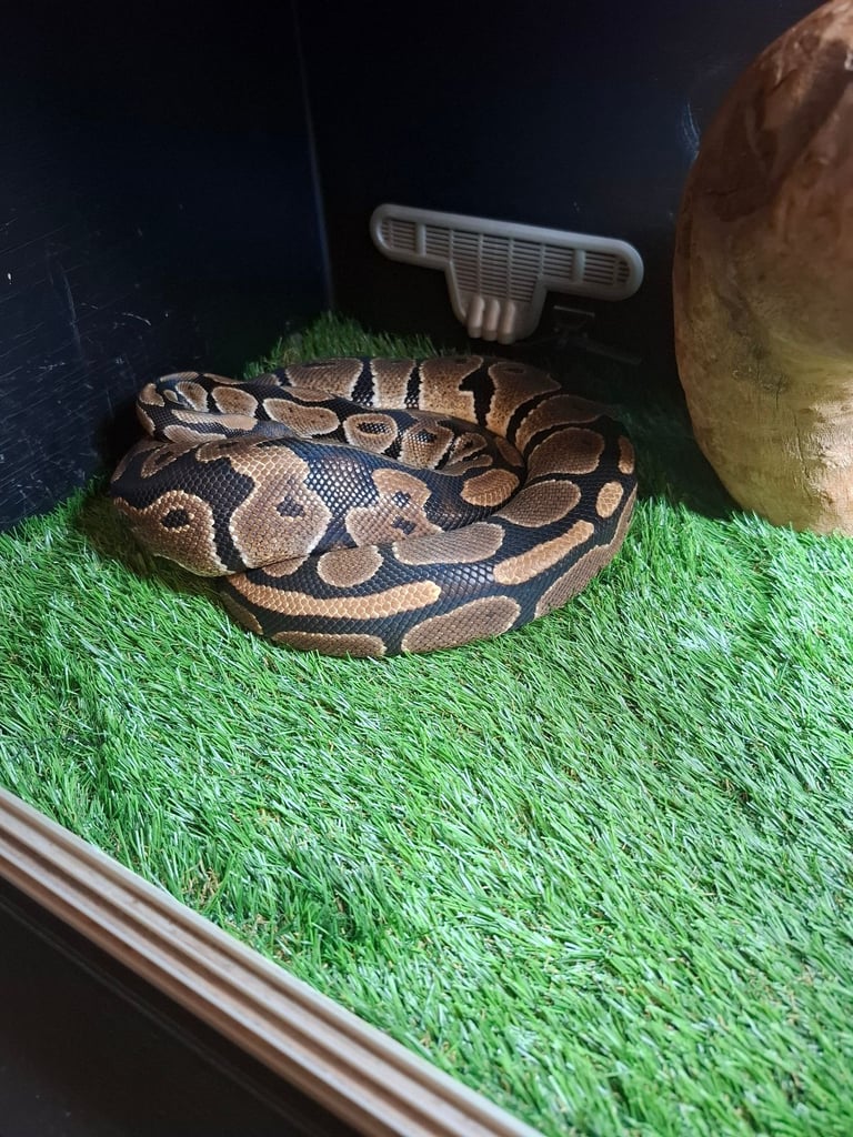 Royal python