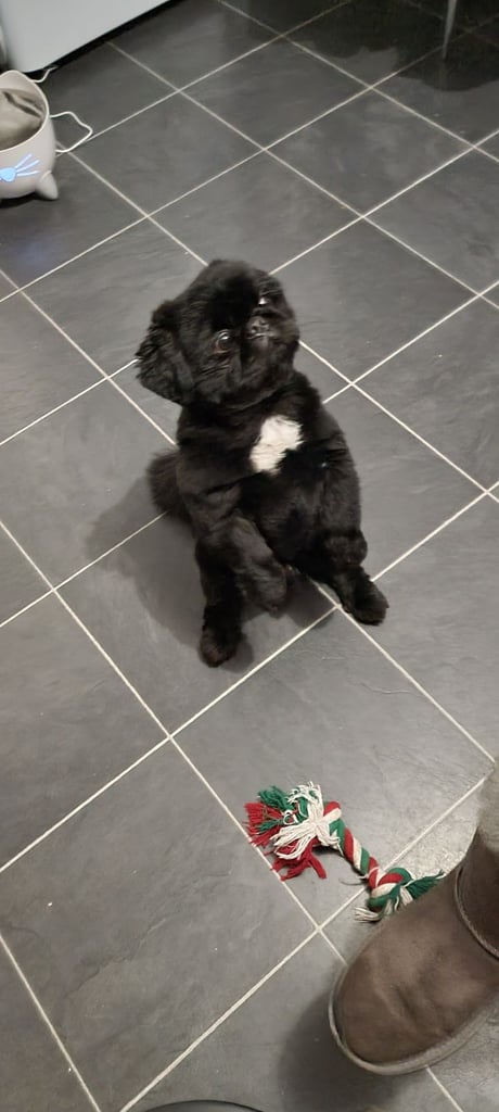 Pekingnese Dog 