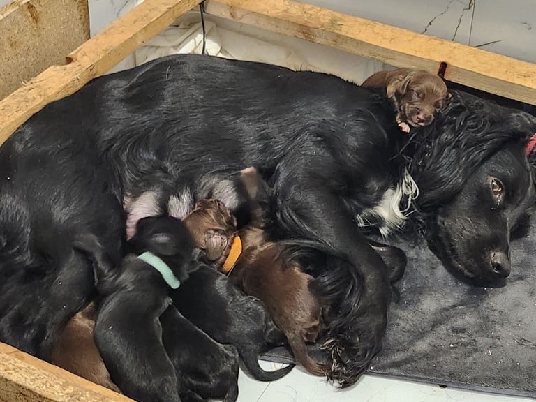 Cocker Spaniel Puppies🐕 Ready to leave December 1st🐕🎄💙💖