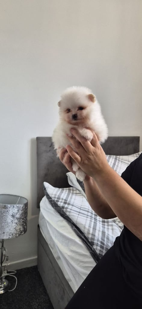 Pomeranian teddy face xs size 