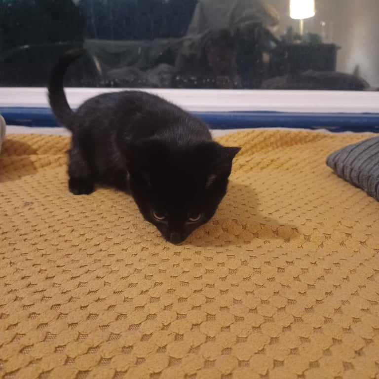 9 week old kittens, boy and girl, for sale