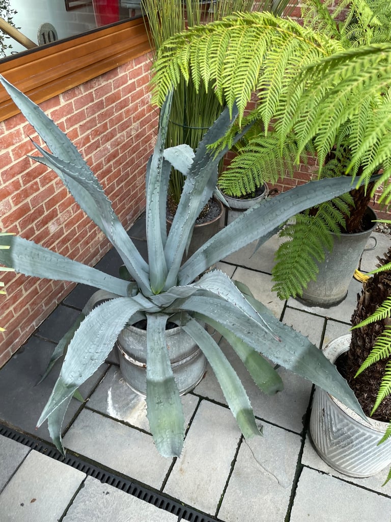 image for AGAVE AMERICANA [ CENTURY PLANT ]  - young plants for sale