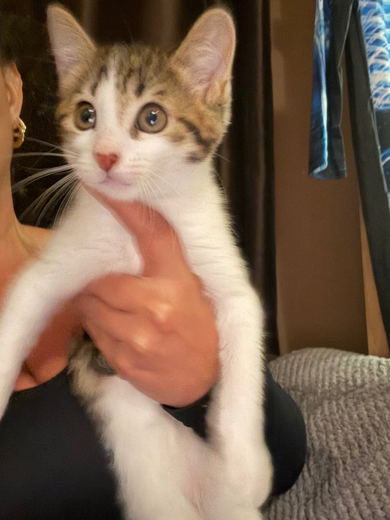 11 week old kittens 