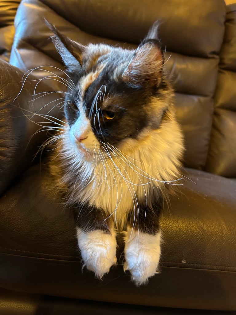 XL Main Coon Kittens ready soon for sale 