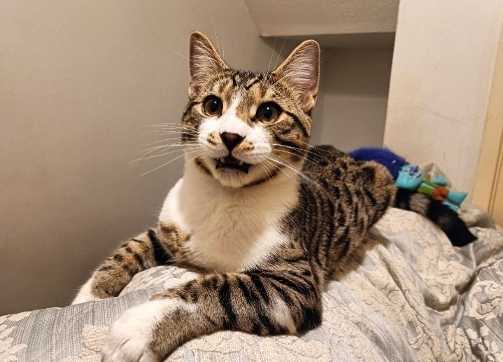 Spotted Half Bengal Boy 