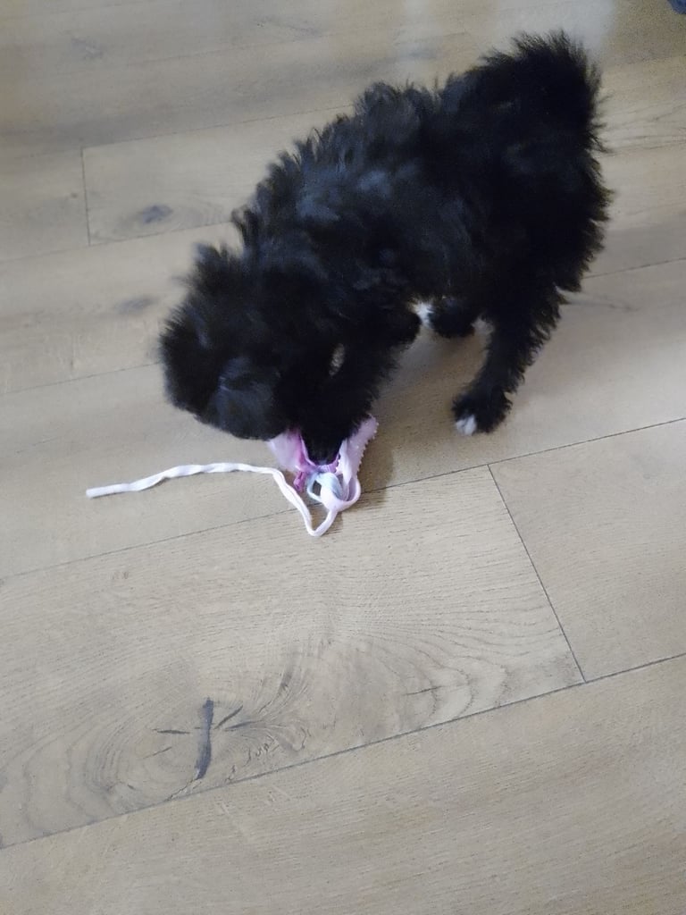 Shihpoo female puppy for sale