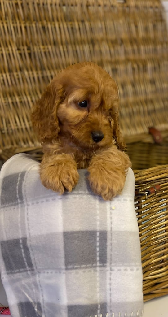 Red cockapoo puppies 
