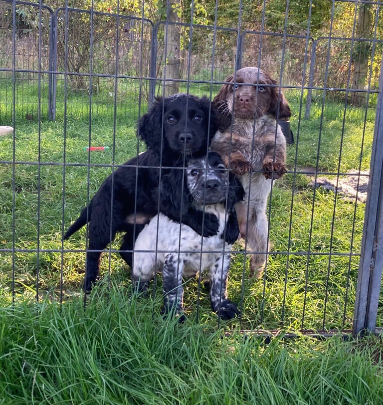 Cocker Spaniel puppies now available 