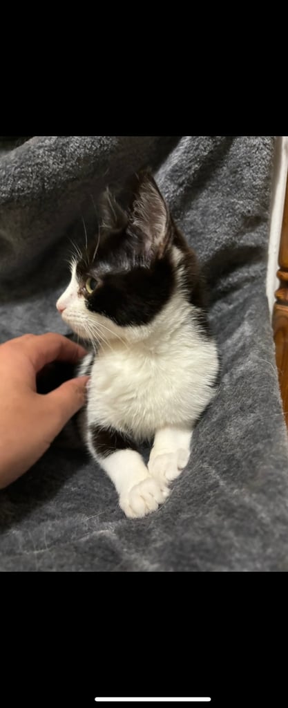 FLUFFY Ragdoll x Kittens for sale 