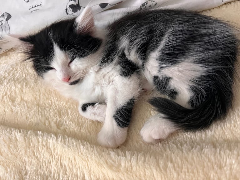Kittens 