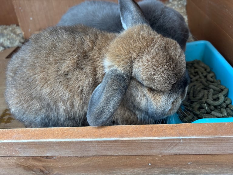 Mini Lop Rabbits
