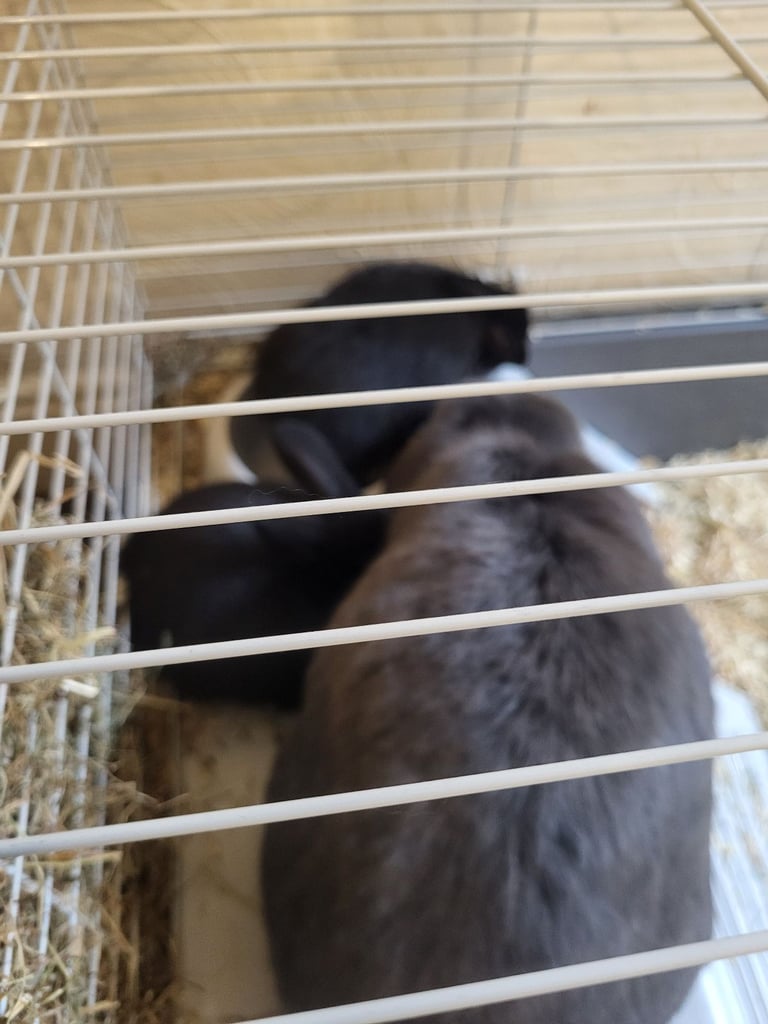 4 black baby lionlops 