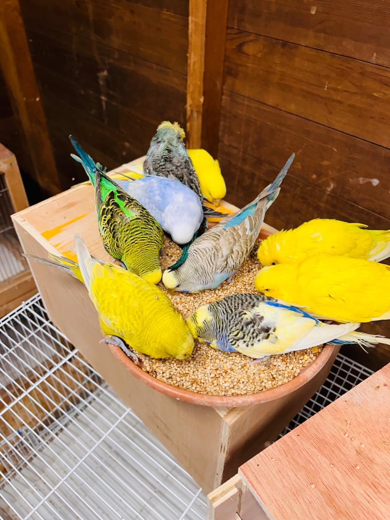 Various budgies for sale 