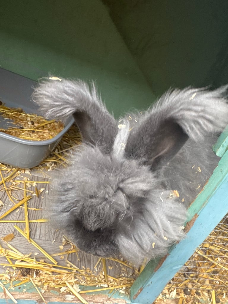 image for Rabbit for sale 