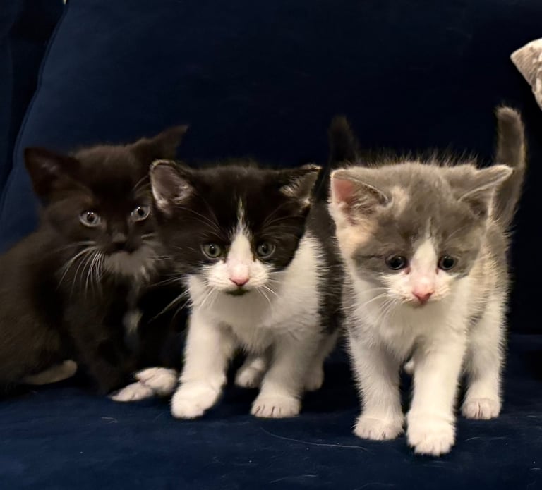 Last boy remaining - ragdoll cross kittens for sale 
