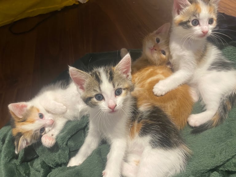 adorable kittens for sale 