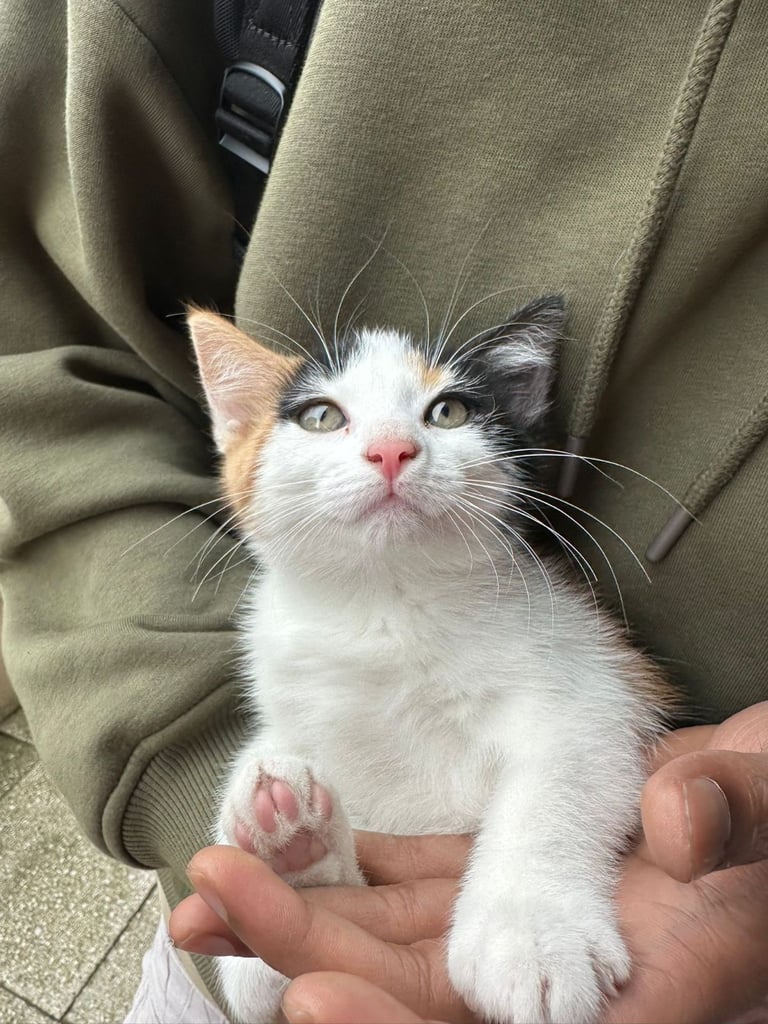 Adorable playful calico kittens 