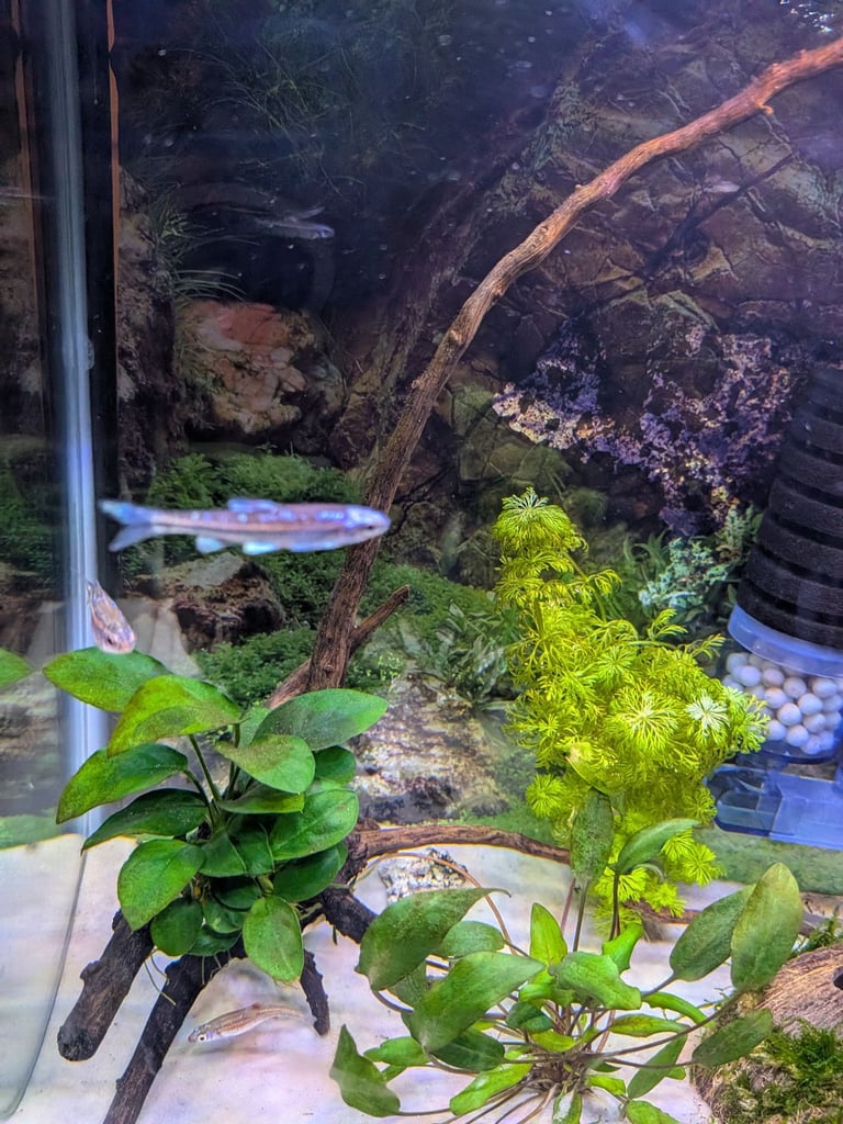 Tropical aquarium 38l