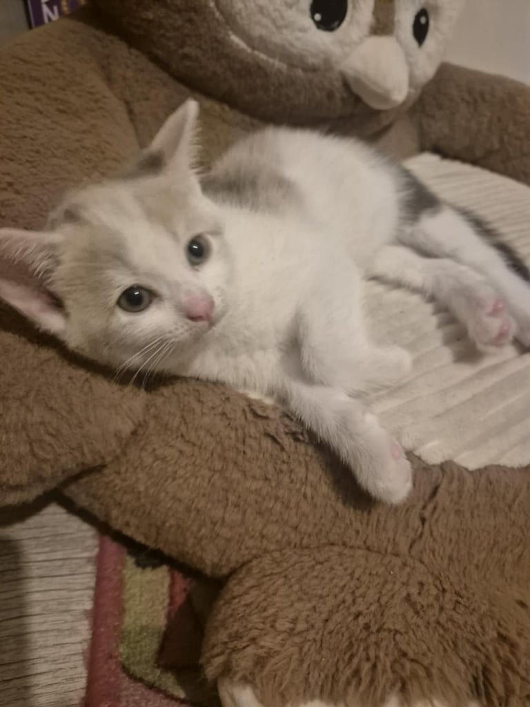 2 female kittens 