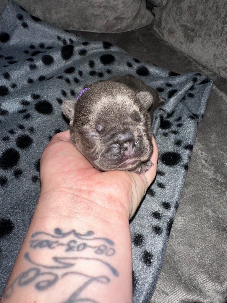 image for French bulldog puppies 