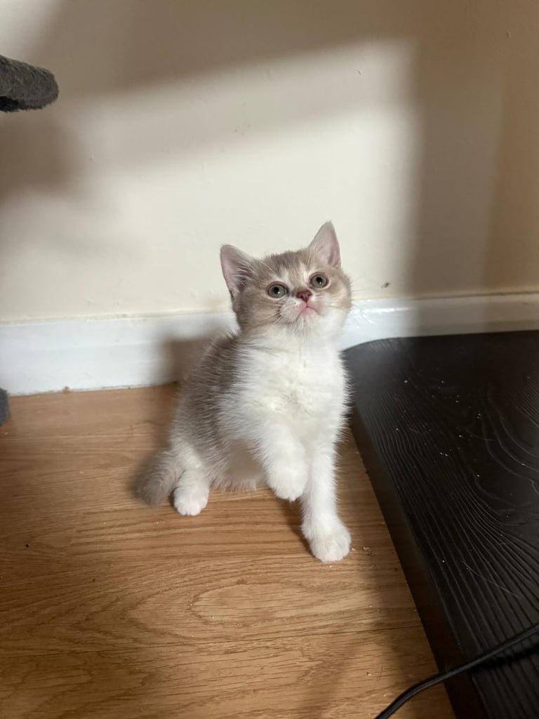 2 beautiful Bsh kittens 